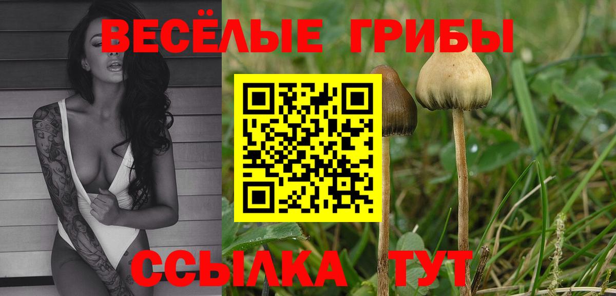Псилоцибиновые грибы Cubensis Дзержинский